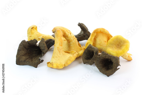 Girolles et trompettes de la mort photo