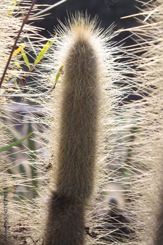 Kaktus cleistocactus hyalacanthus,Gran Canaria photo