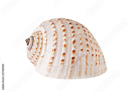 beautiful shell on white background