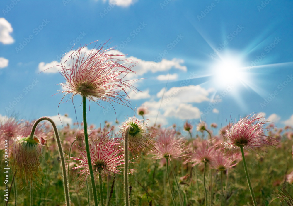 Steppe flowers Stock Photo | Adobe Stock