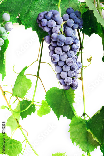 Konstfotografi cluster fresh grape