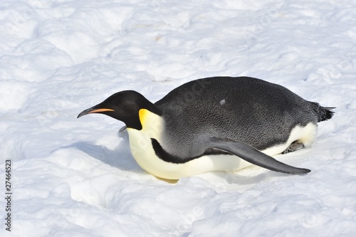 Emperor Penguin