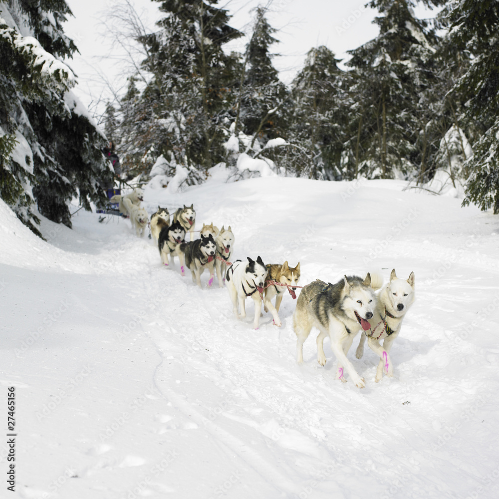 sledge dogging, Sedivacek's long, Czech Republic sledge dogging, Sedivacek's long, Czech Republic