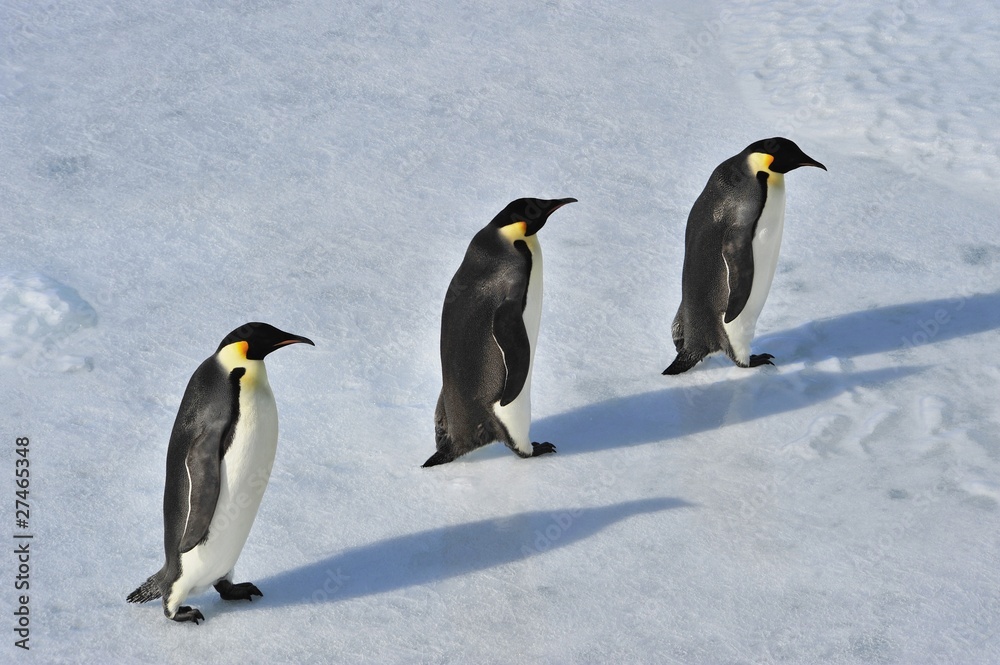 Obraz premium Emperor Penguin