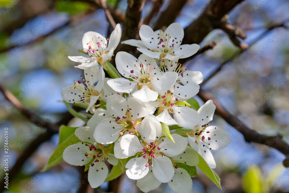 Obraz premium Blossoming a spring cherry