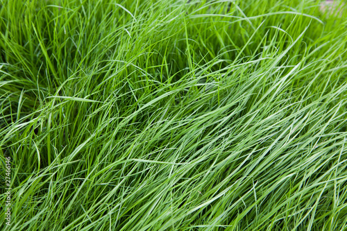 Grass on a lawn