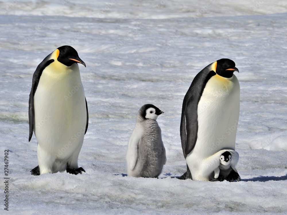 Obraz premium Emperor Penguin