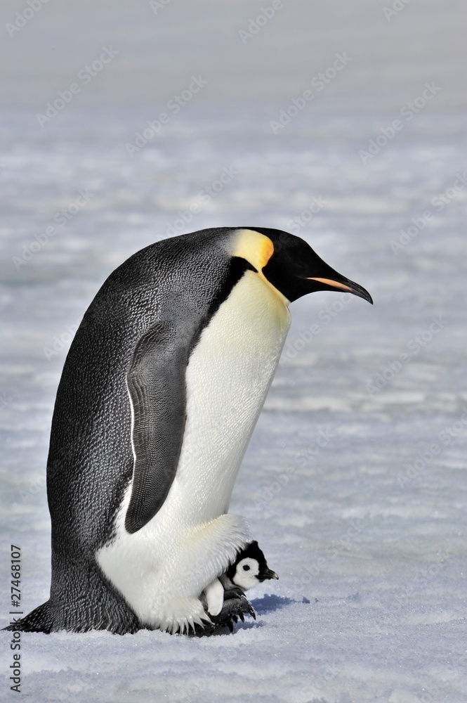 Obraz premium Emperor Penguin