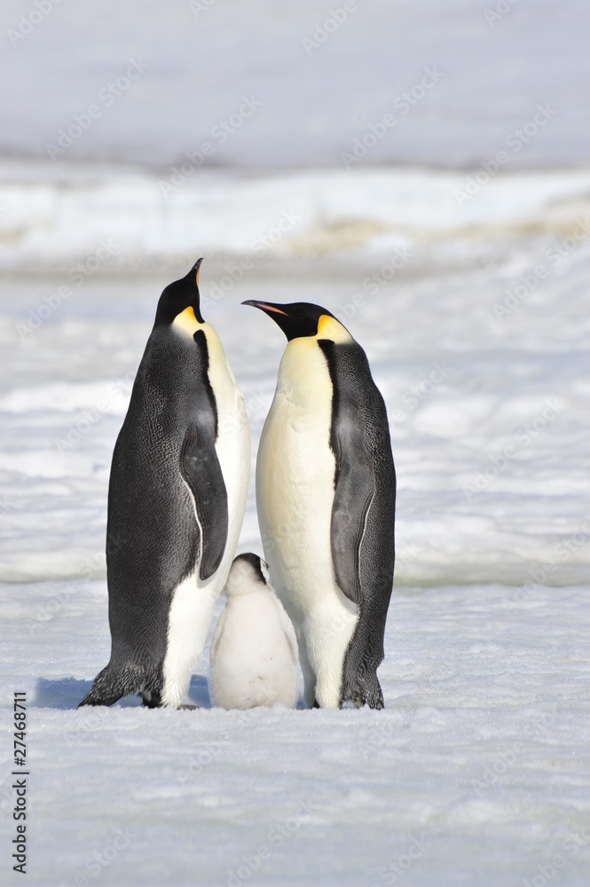 Obraz premium Emperor Penguin