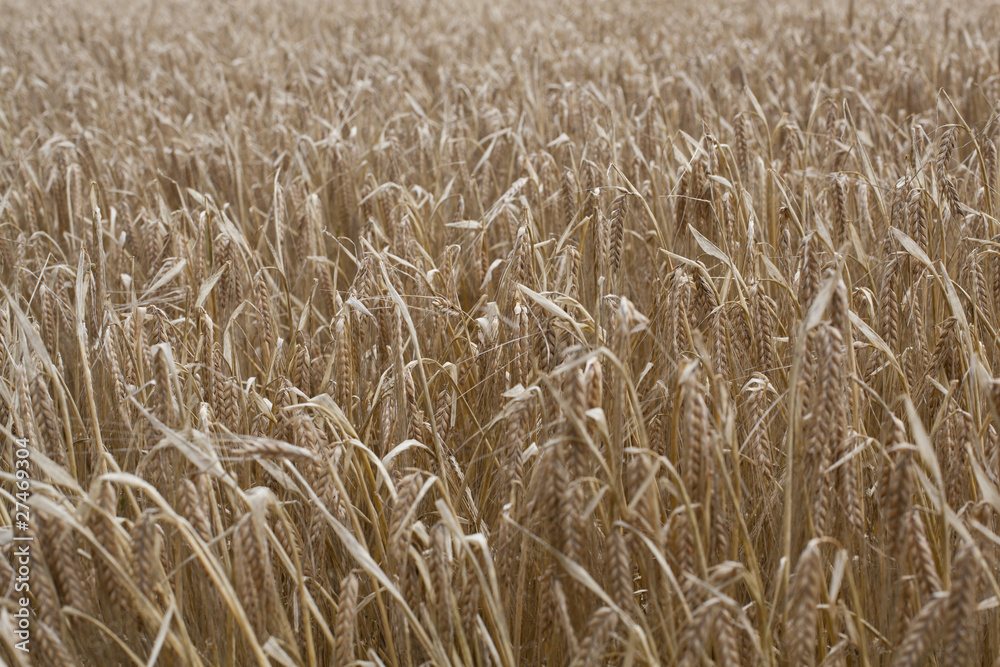 Weizen Textur Wallpaper