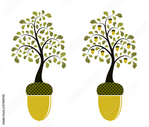 two versions of oak growing from acorn