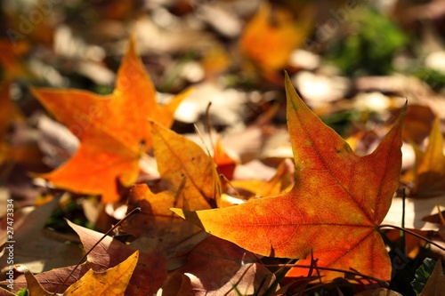 Autumn fallen leaves