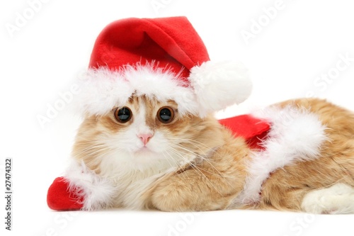cute red kitten in santa`s clothing