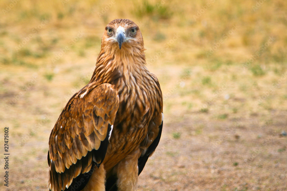Fototapeta premium Big steppe eagle (Aquila nipalensis) in Kazahstan