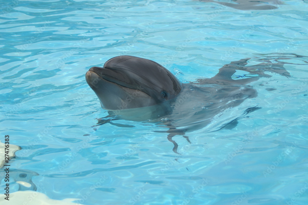 Obraz premium KONICA MINOLTA DIGITAL CAMERA