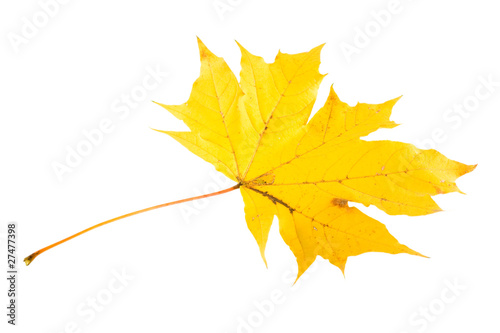 autumn leaves isolated on white