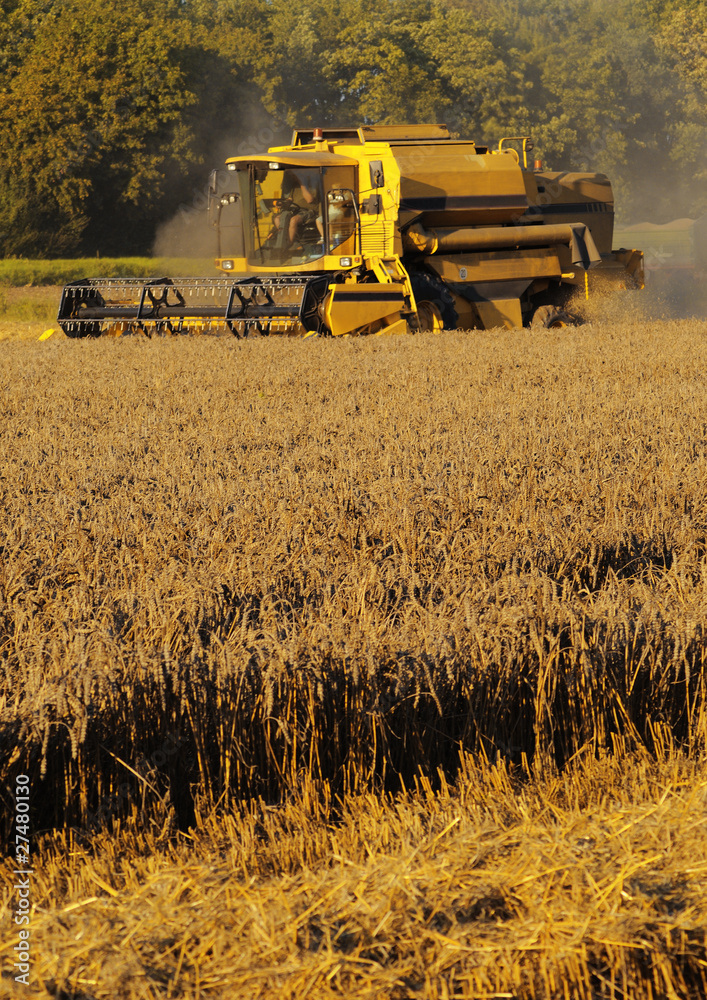 Obraz premium harvester-thresher