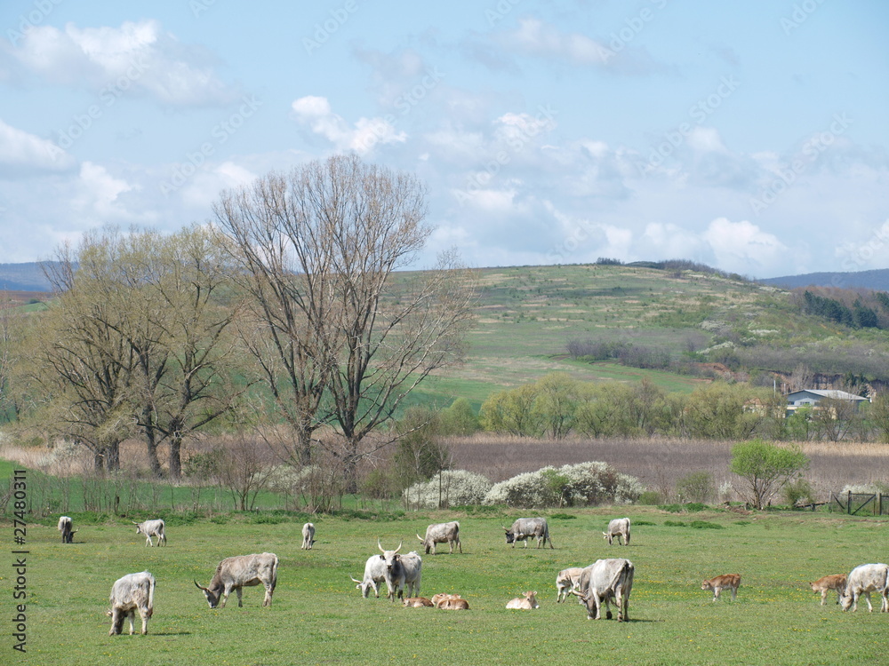 Obraz premium beeves