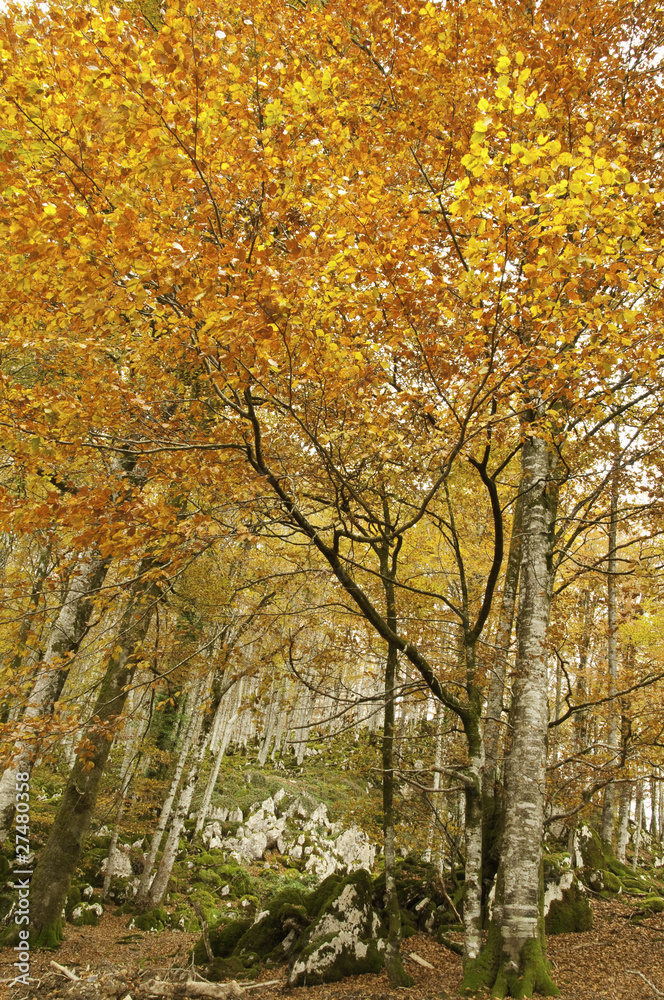 Otoño ventoso en el bosque de Leurtza (Navarra)