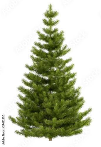 Christmas tree isolated on white background