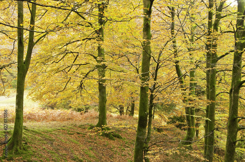 Oto  o ventoso en el bosque de Leurtza  Navarra 