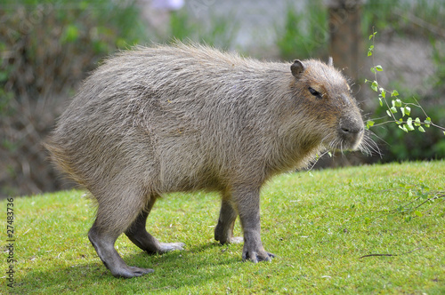 Gros plan d'un Capybara vu de profil sur l'herbe