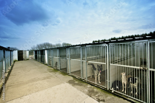 dogs in a kennel