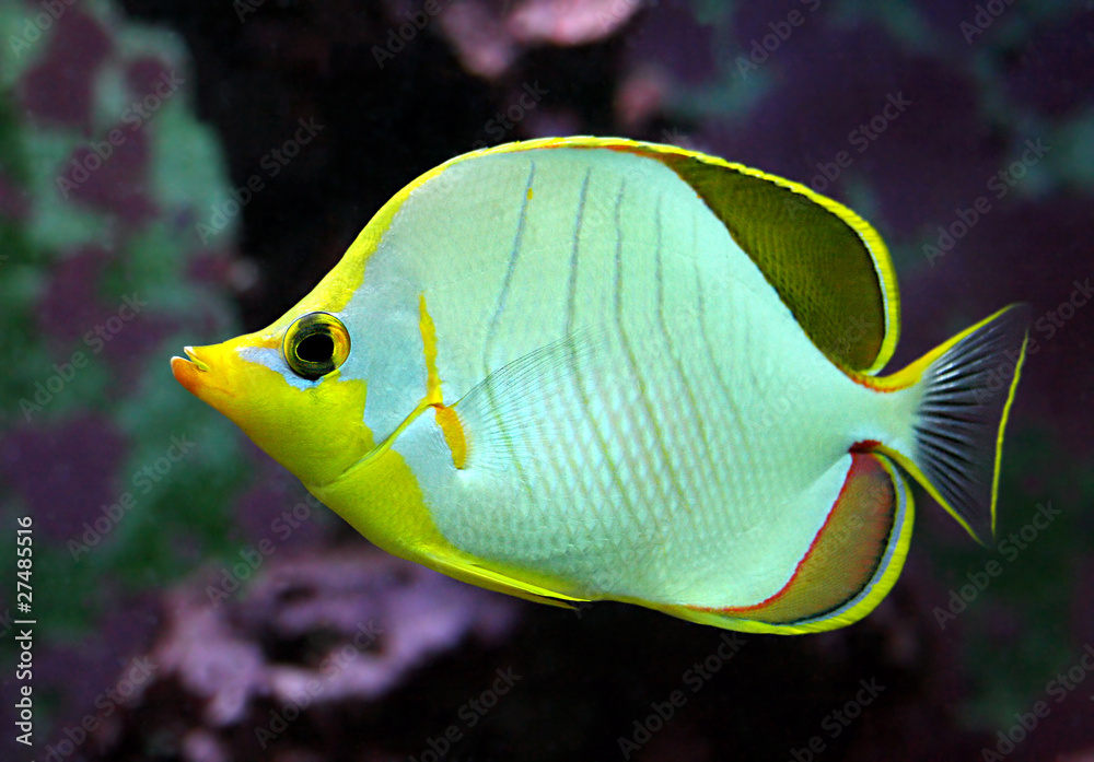 Fototapeta premium Falterfisch