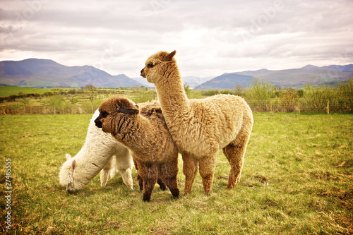 Alpaca in a field