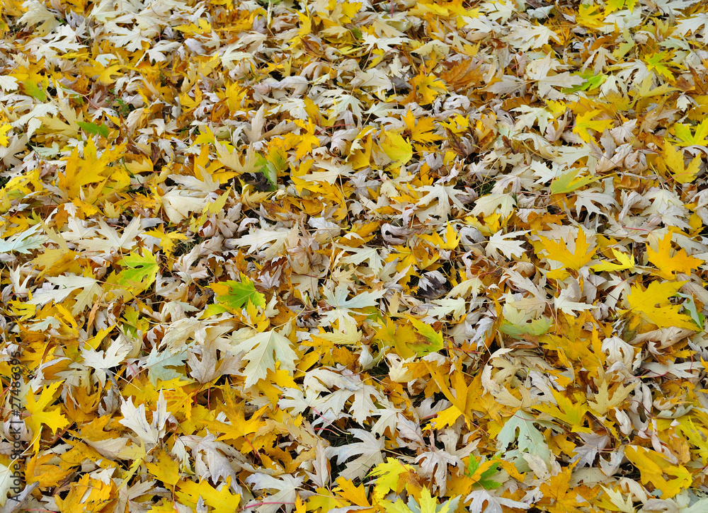 autumn leaves autumn leaves