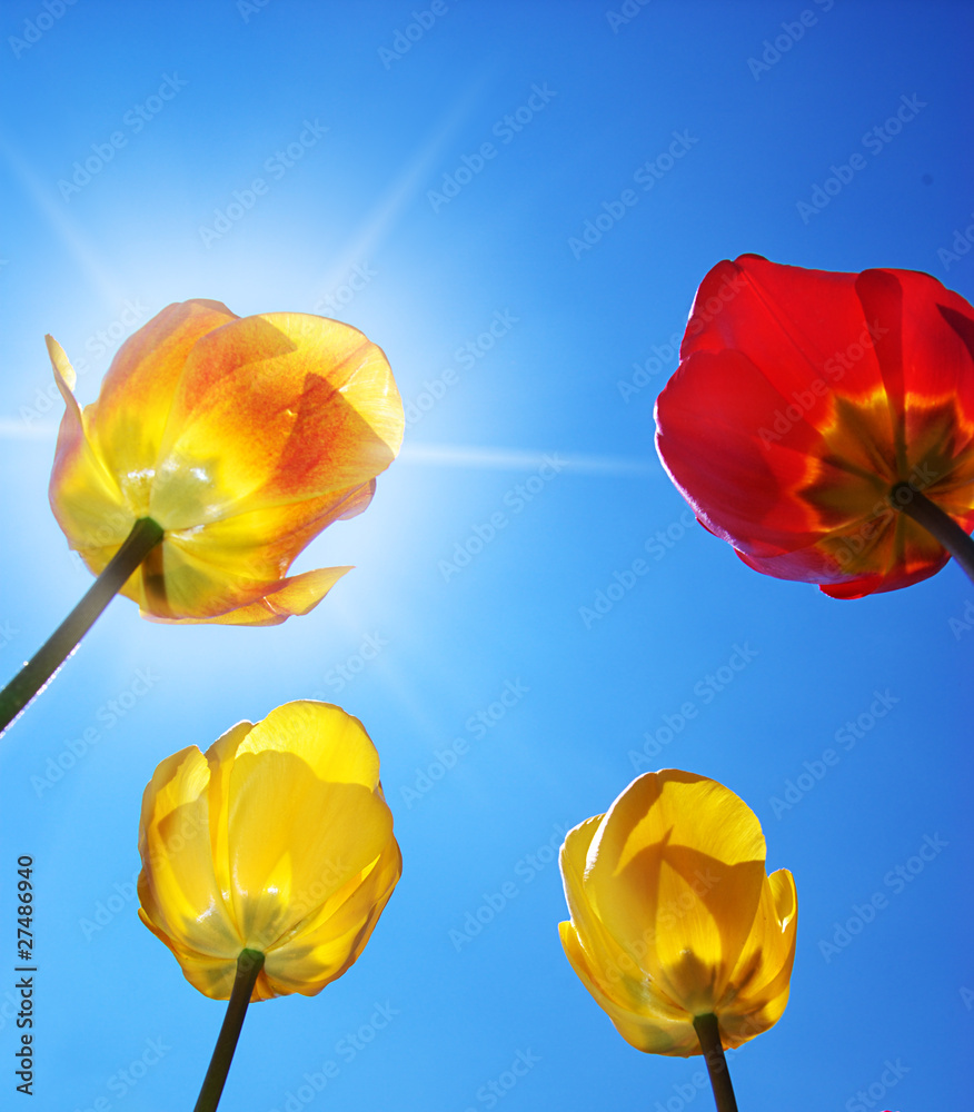 Naklejka premium Tulips on sky background.