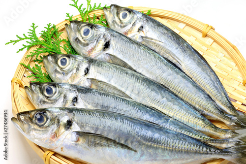 horse mackerel