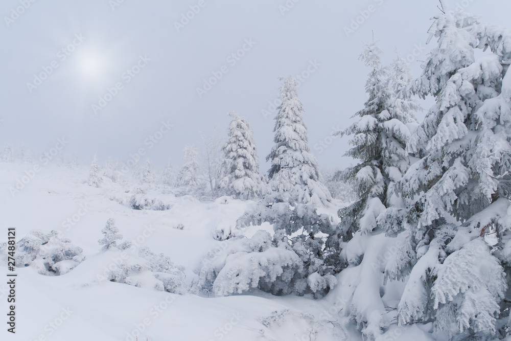 snowstorm in the Carpathian mountains