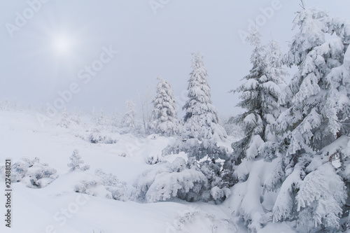 snowstorm in the Carpathian mountains