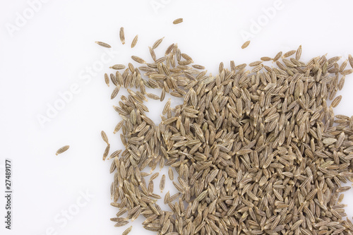 caraway photo