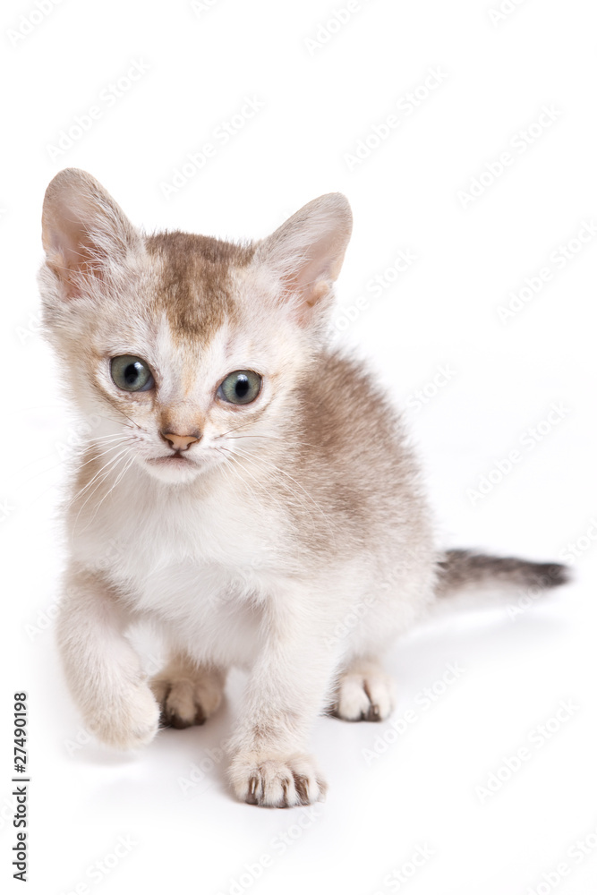 Bengal kitten on white background