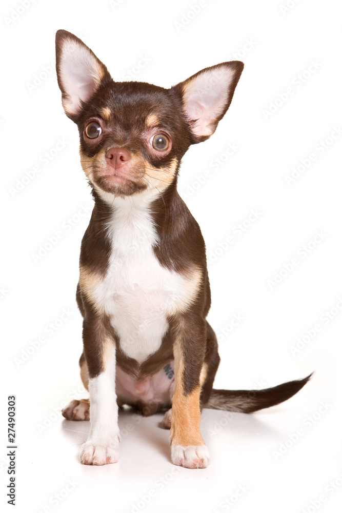 Chihuahua puppy on white background