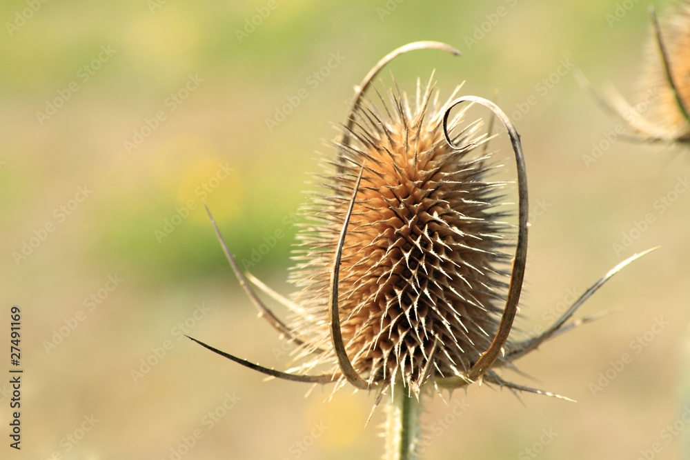 Single teasel head in the autumn sunshine Single teasel head in the autumn sunshine
