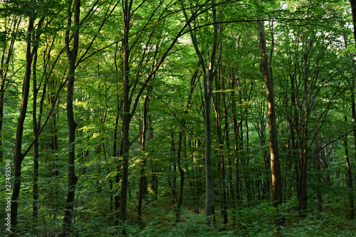 Green oak forest