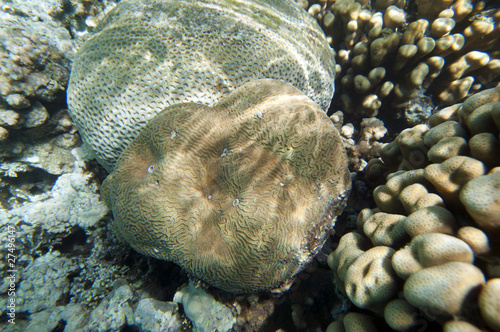 coral reef photo