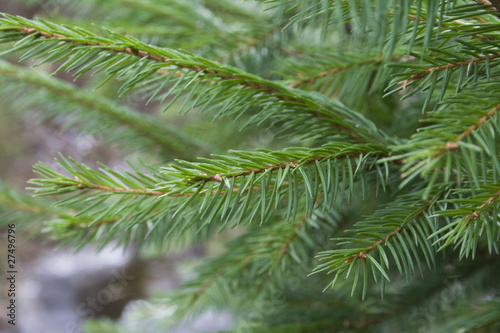 Green fur-tree branch. Closeup