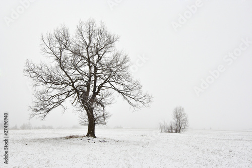 snowy winter landscape with tree