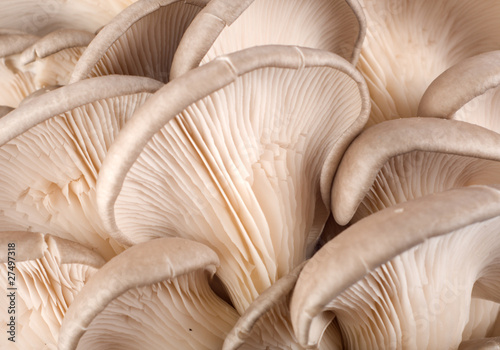 Background from mushroom(3).jpg
