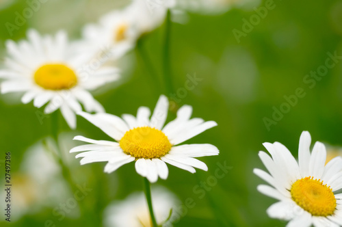 White and yellow daisies