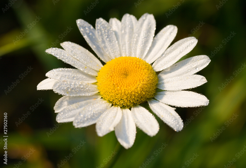 Fototapeta premium camomile in early dew, selected focus