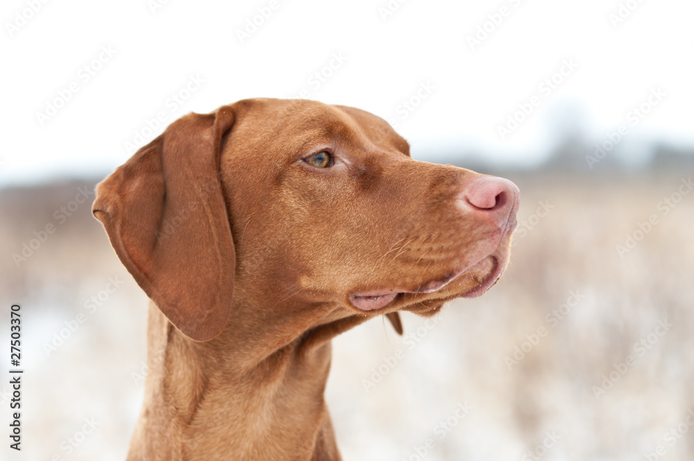 Vizsla Dog in Winter