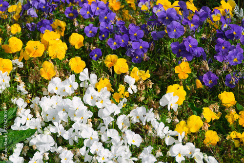 Tricolor flowers