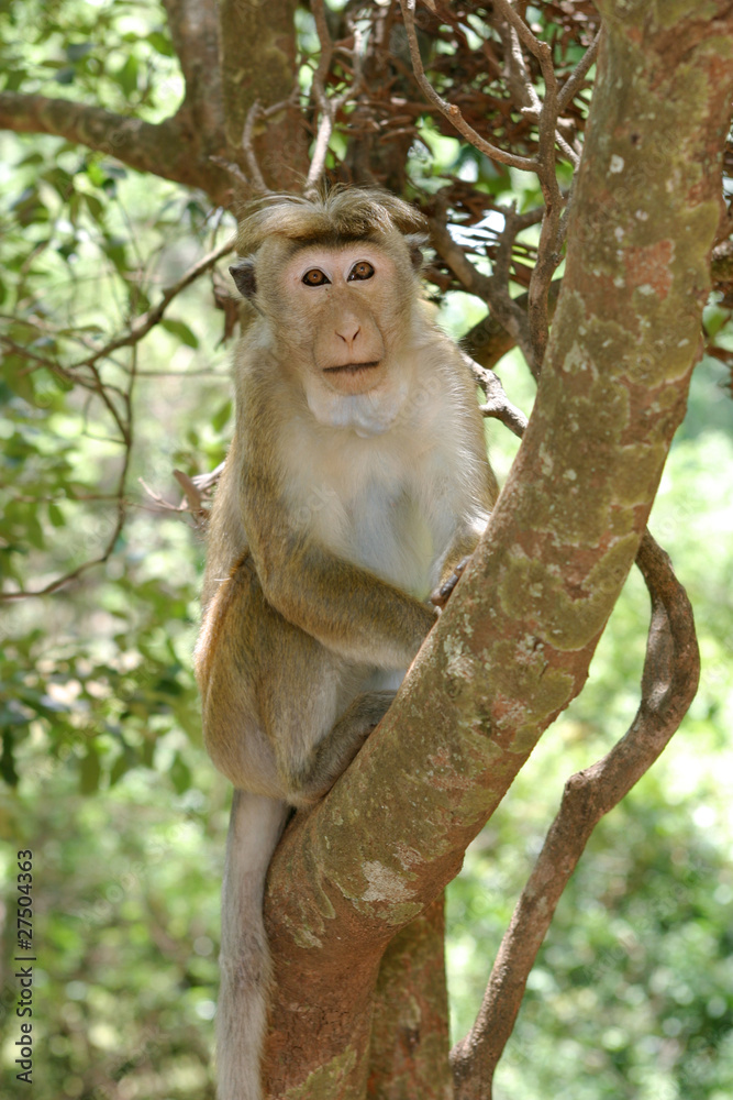 Fototapeta premium Toque Macaque