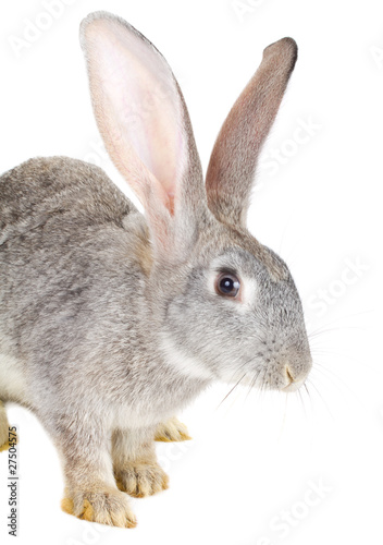 close-up gray rabbit