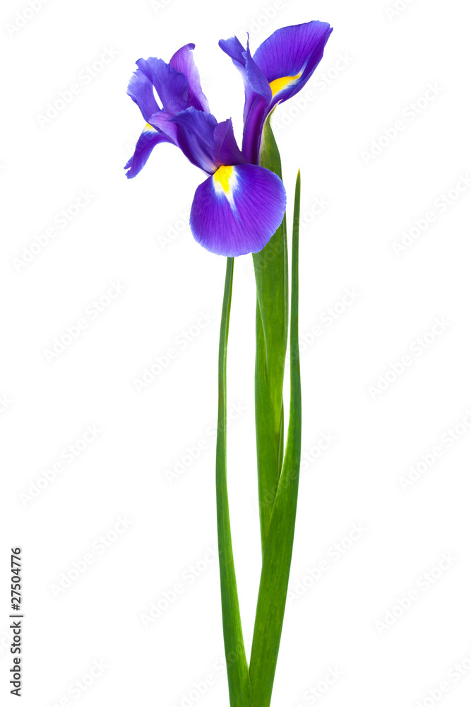 freshness iris